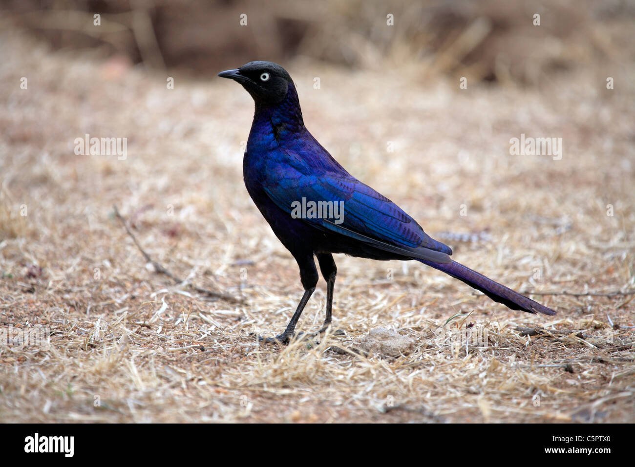 Parco Nazionale del Serengeti, Tanzania Foto Stock