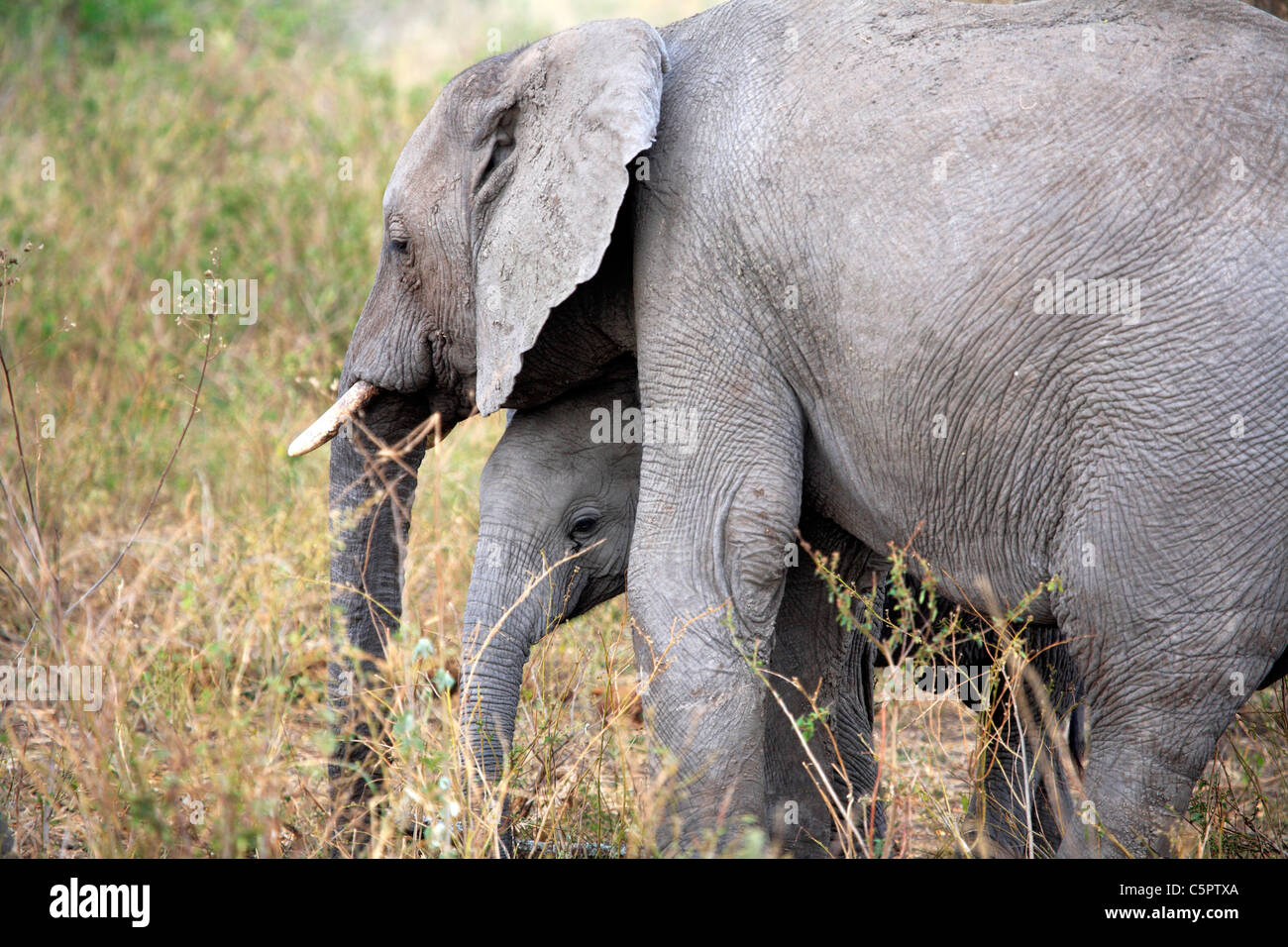 Loxodonta africana (elefante), il Parco Nazionale del Serengeti, Tanzania Foto Stock