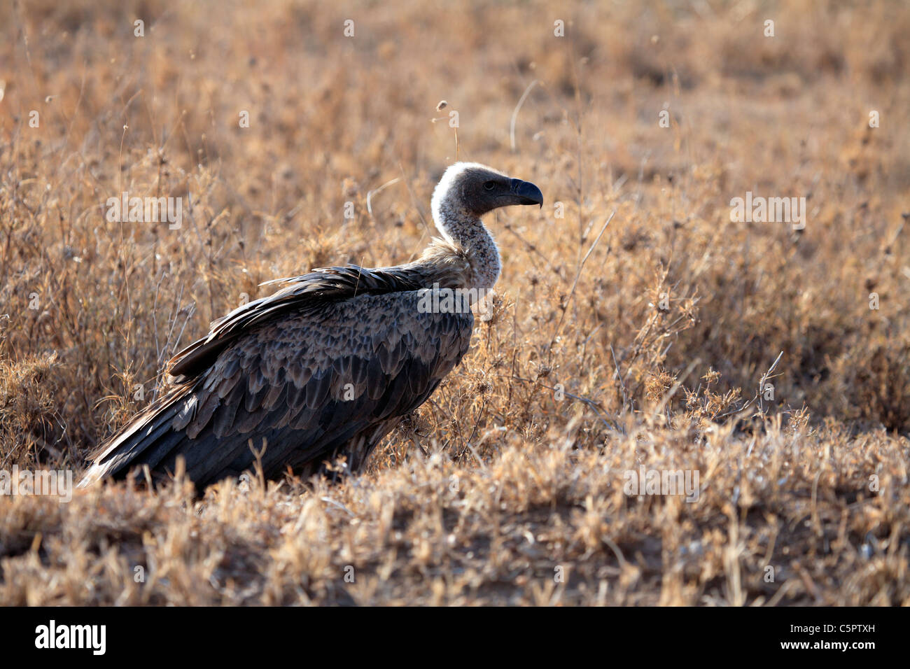 White-backed Vulture (Gyps africanus), il Parco Nazionale del Serengeti, Tanzania Foto Stock