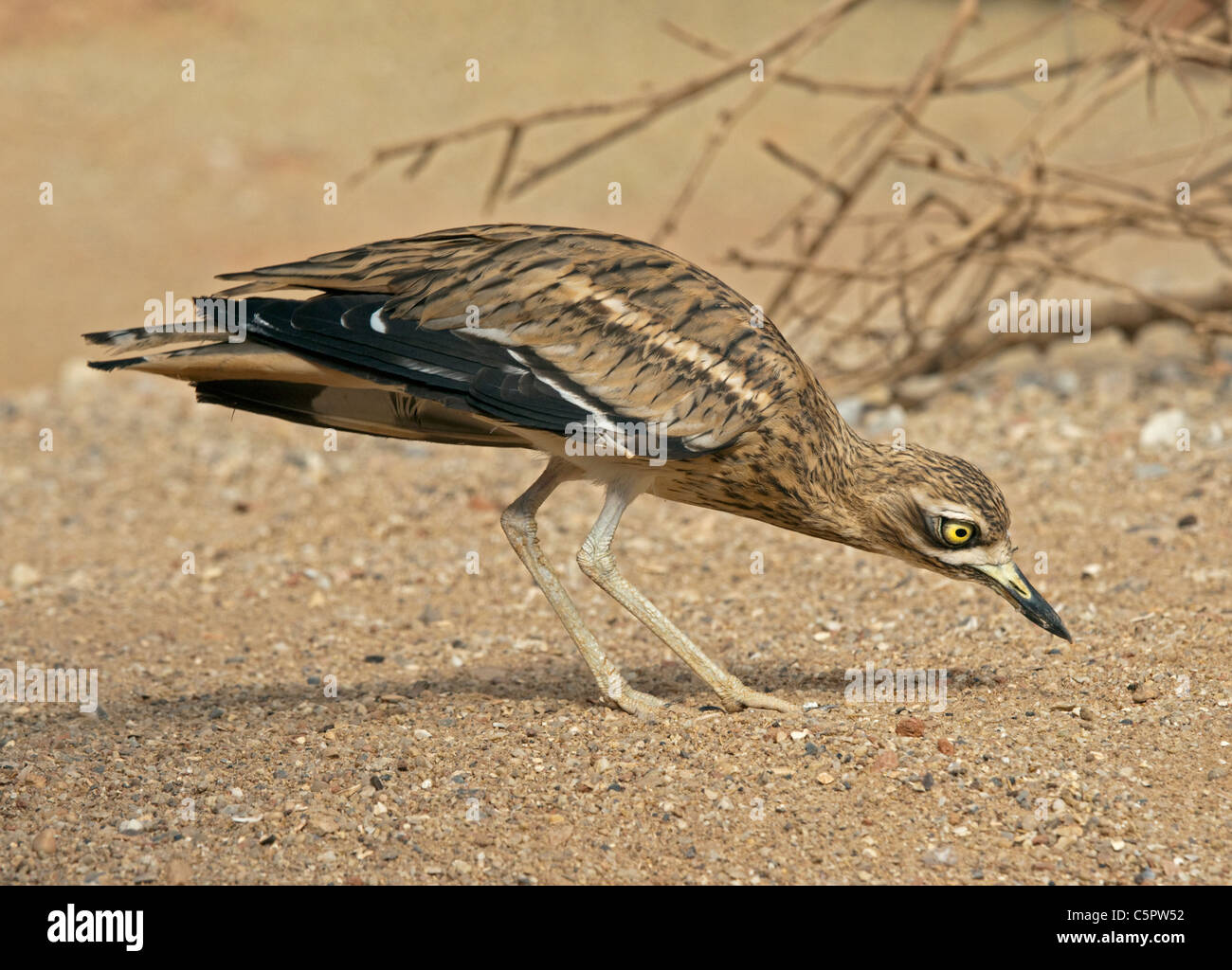 Pietra (Curlew burhinus oedicnemus) Foto Stock