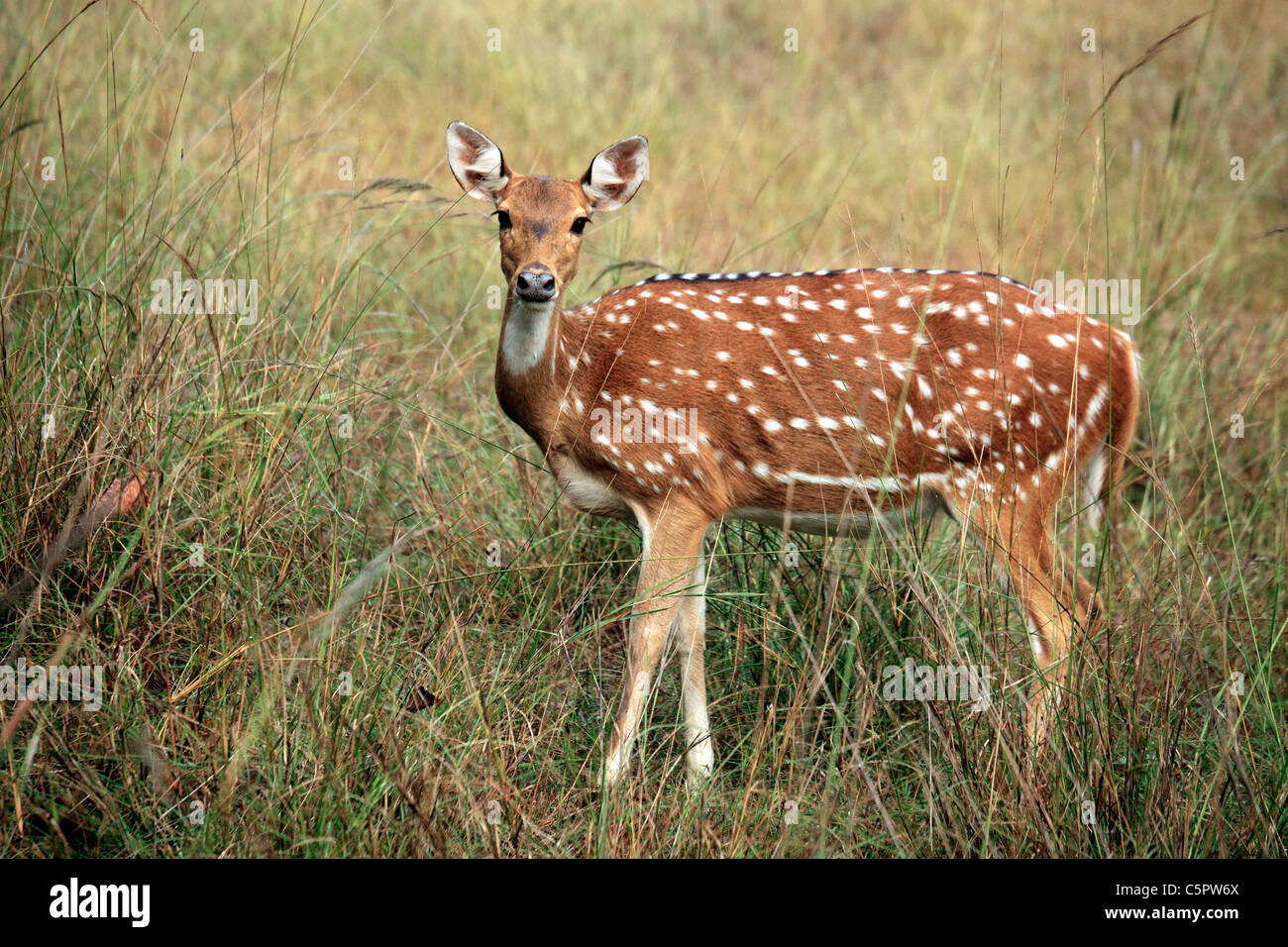Chital, cheetal (asse asse), Bandhavgarh national park, Madhya Pradesh, India Foto Stock