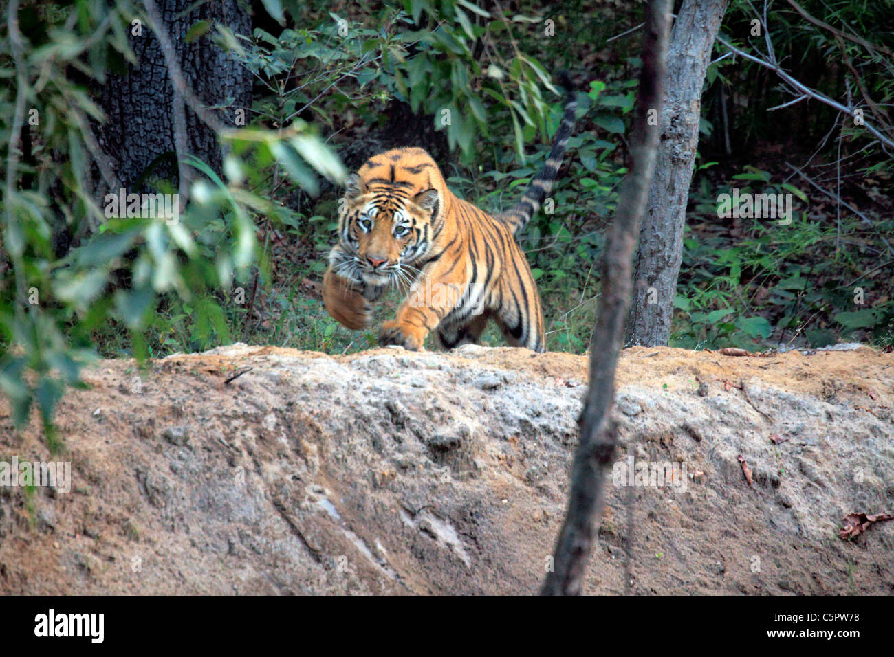 Royal tigre del Bengala (Panthera tigris tigris), Bandhavgarh national park, Madhya Pradesh, India Foto Stock