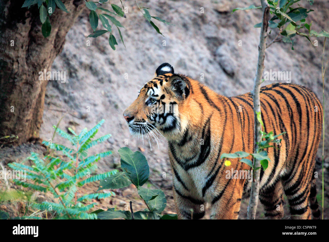 Royal tigre del Bengala (Panthera tigris tigris), Bandhavgarh national park, Madhya Pradesh, India Foto Stock
