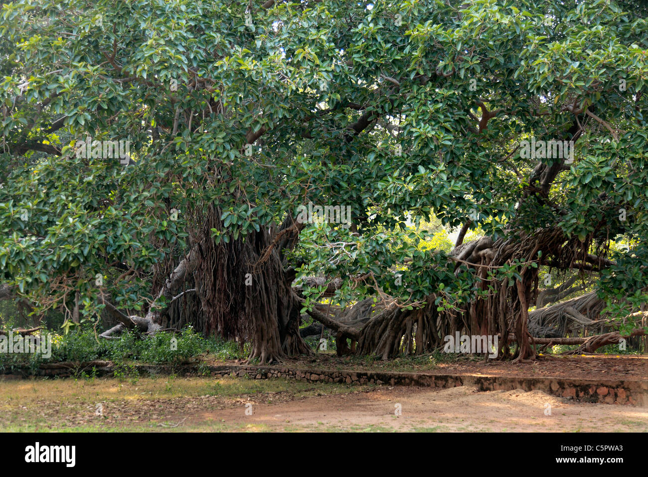 Parco nazionale di Ranthambore, Rajasthan, India Foto Stock