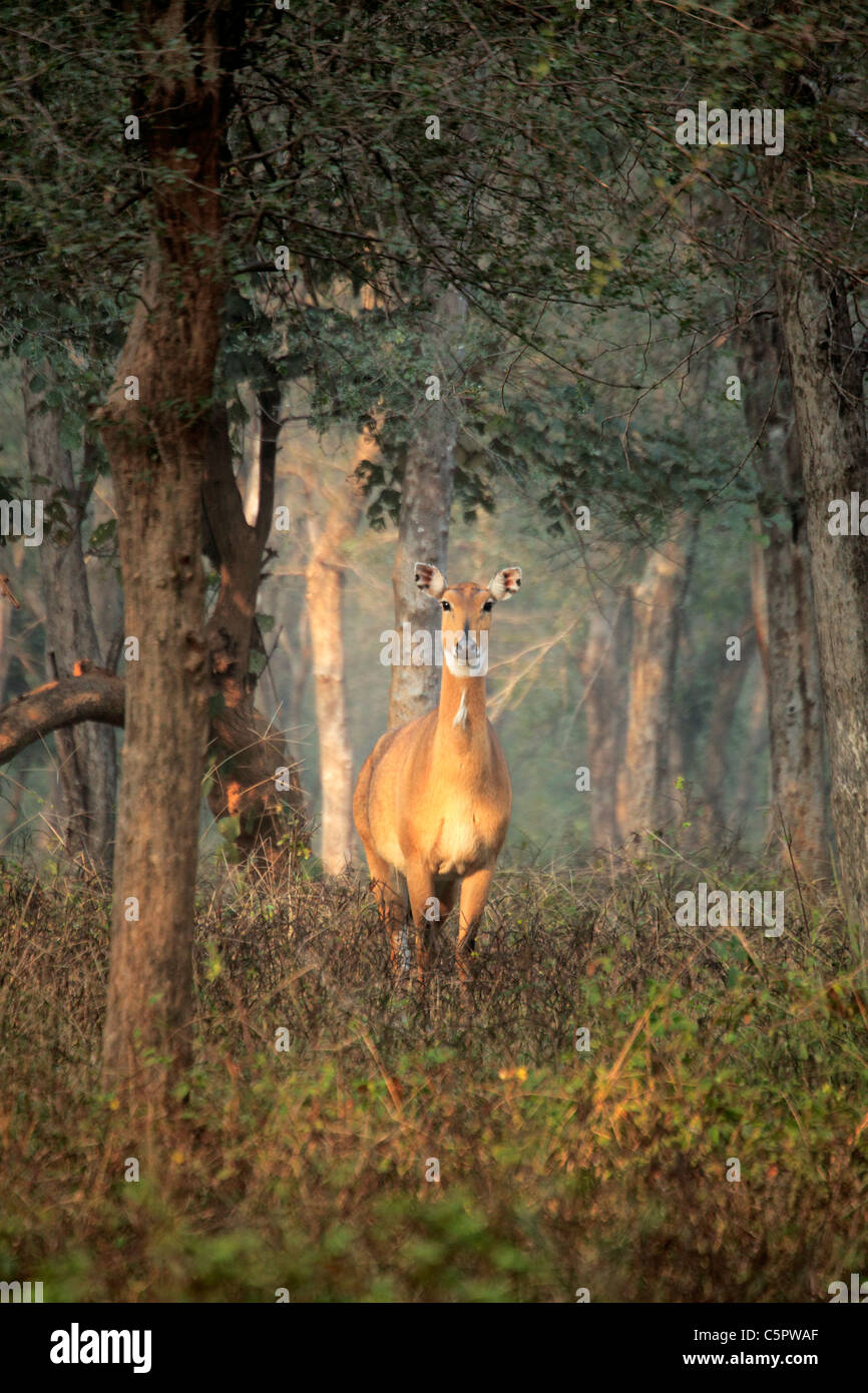 Chital, cheetal (asse asse), il Parco nazionale di Ranthambore, Rajasthan, India Foto Stock