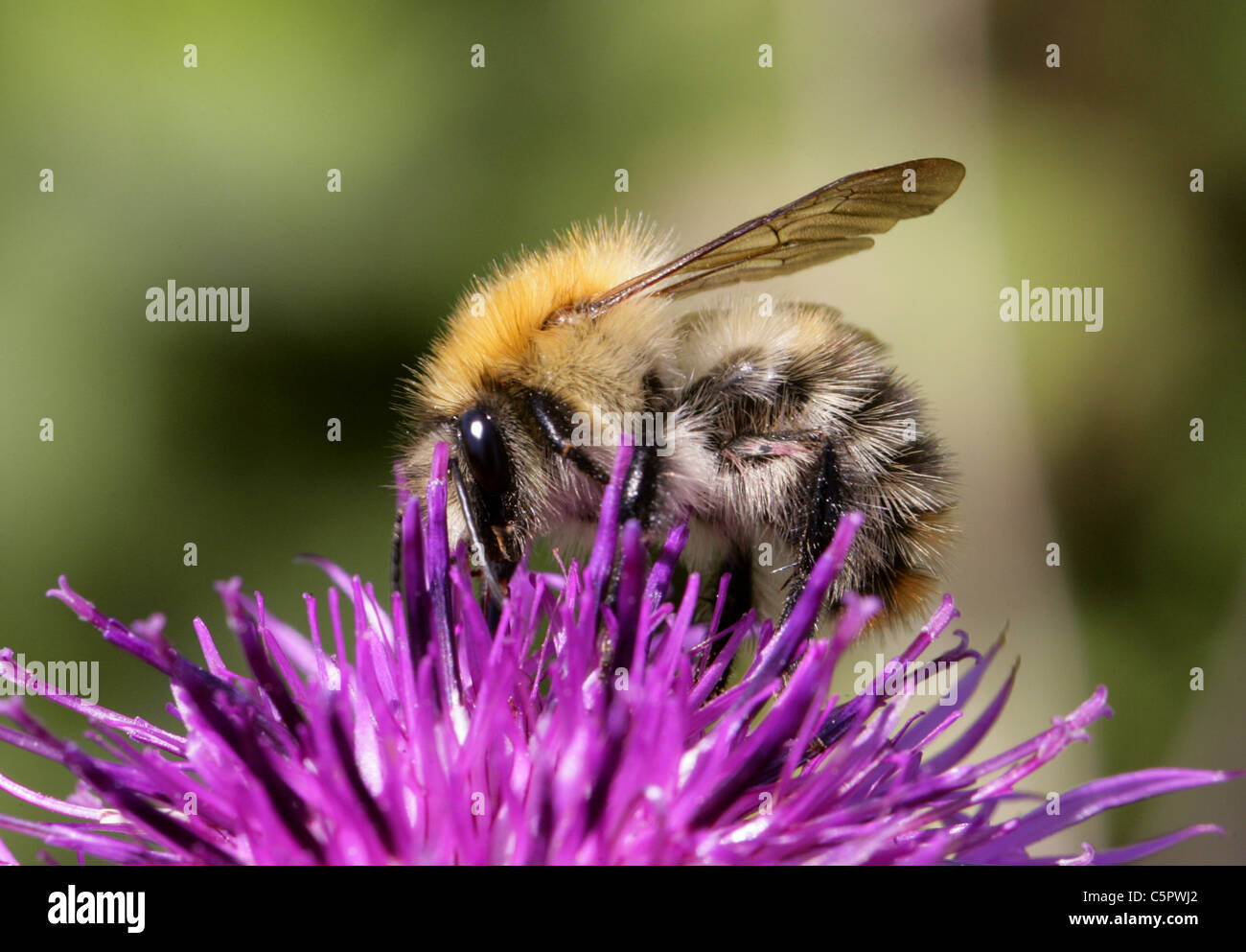 Carda comune Bumblebee, Bombus pascuorum, Apidae, Apoidea, Apocrita, Hymenoptera. Il fiordaliso. Foto Stock