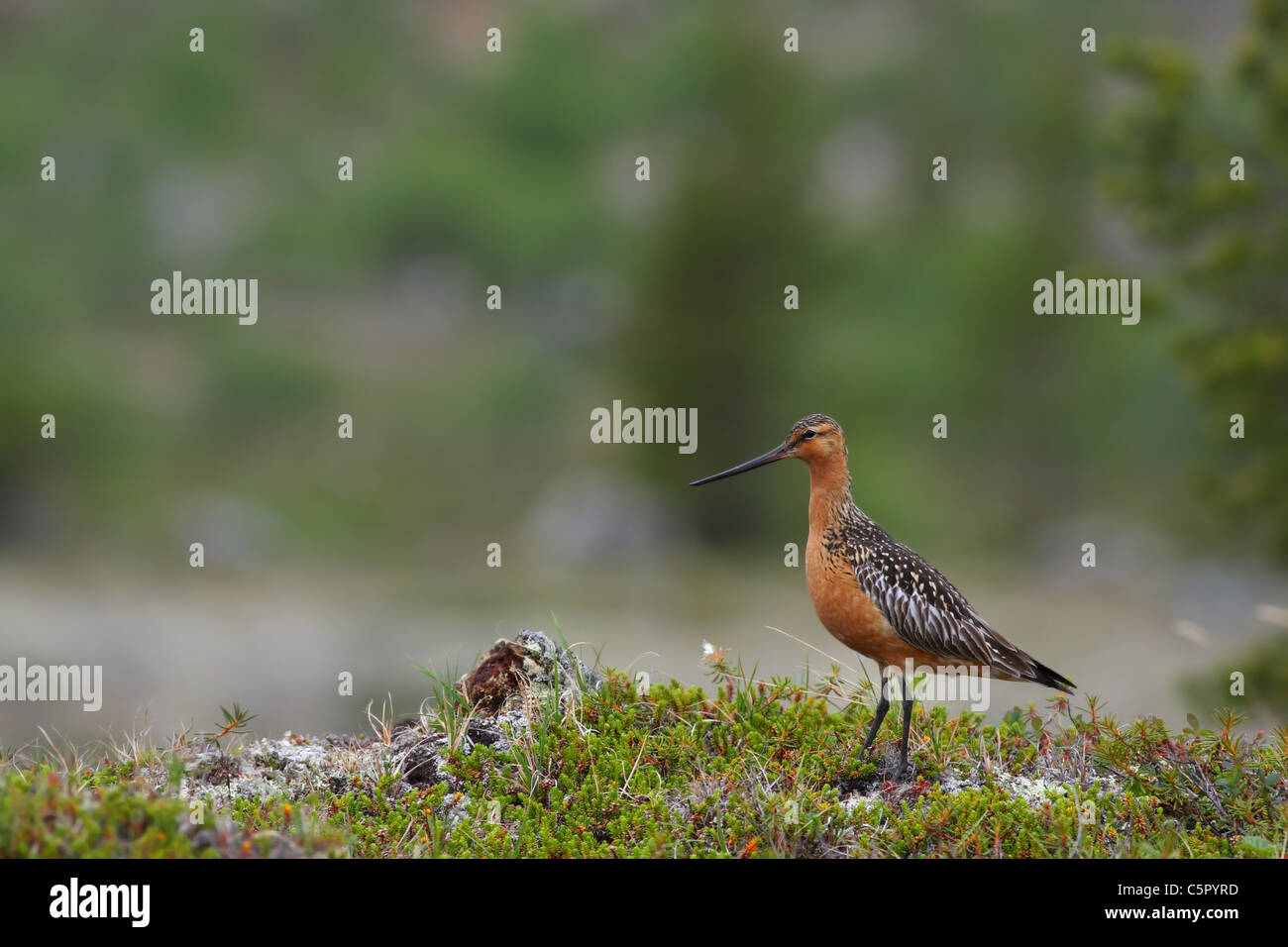 Maschio adulto di Bar-tailed Godwit nella tundra con pini solitari blured in background Foto Stock