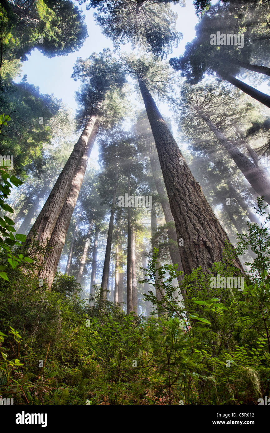 Redwoods sulla dannazione Creek Trail Colifornia USA Foto Stock