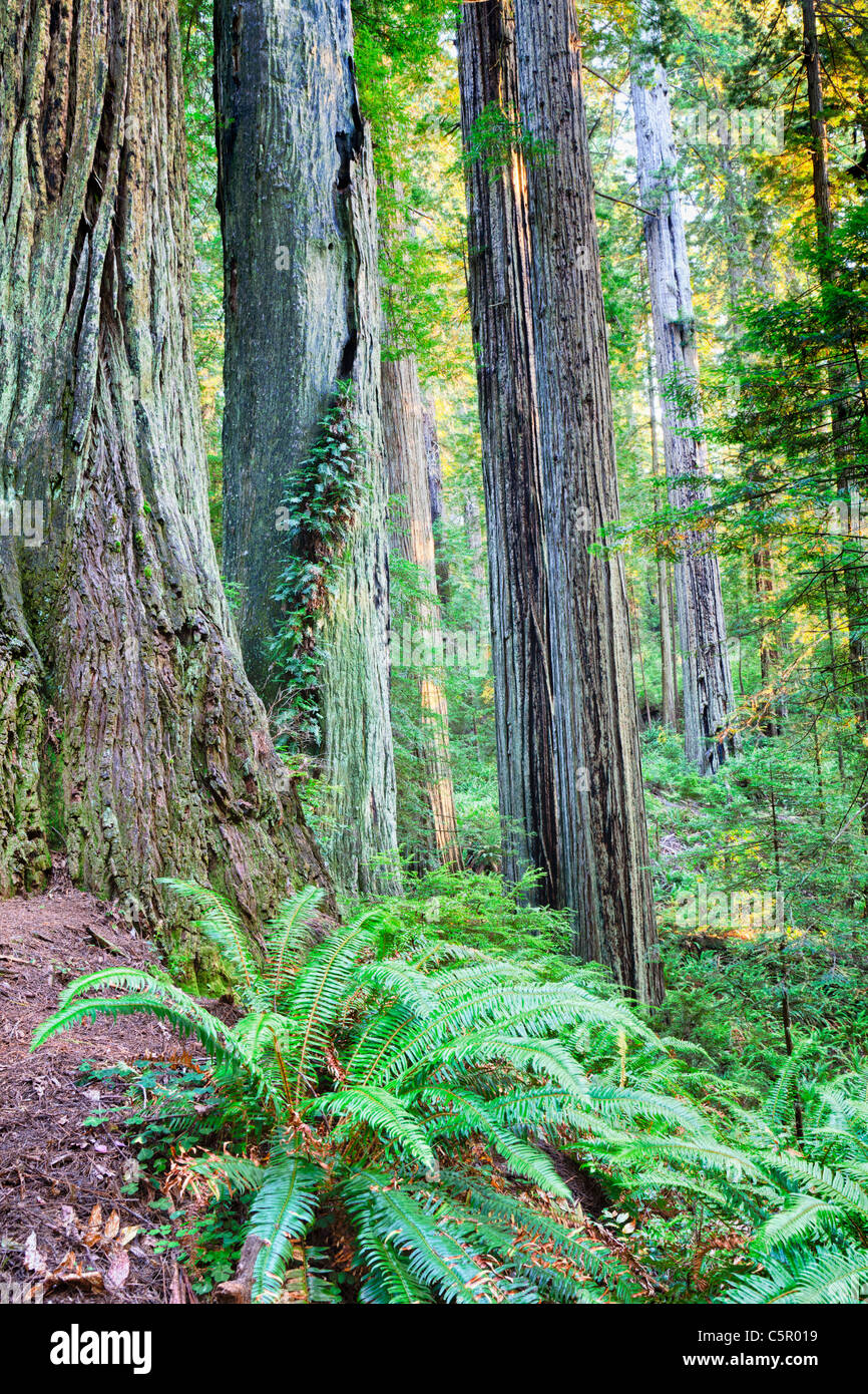 Redwoods sulla dannazione Creek Trail Colifornia USA Foto Stock