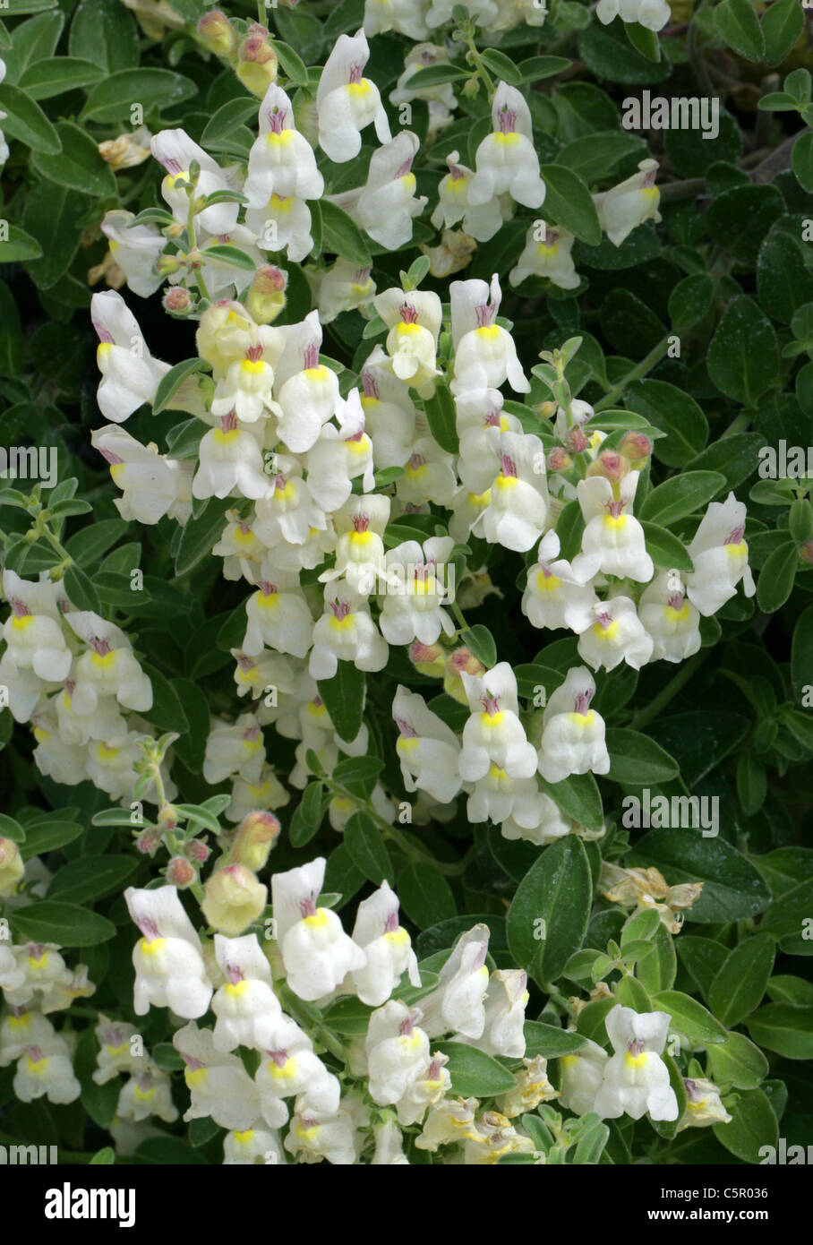 Bocca di Leone Nani, Antirrhinum molle, Scrophulariaceae, Portogallo, Europa Foto Stock