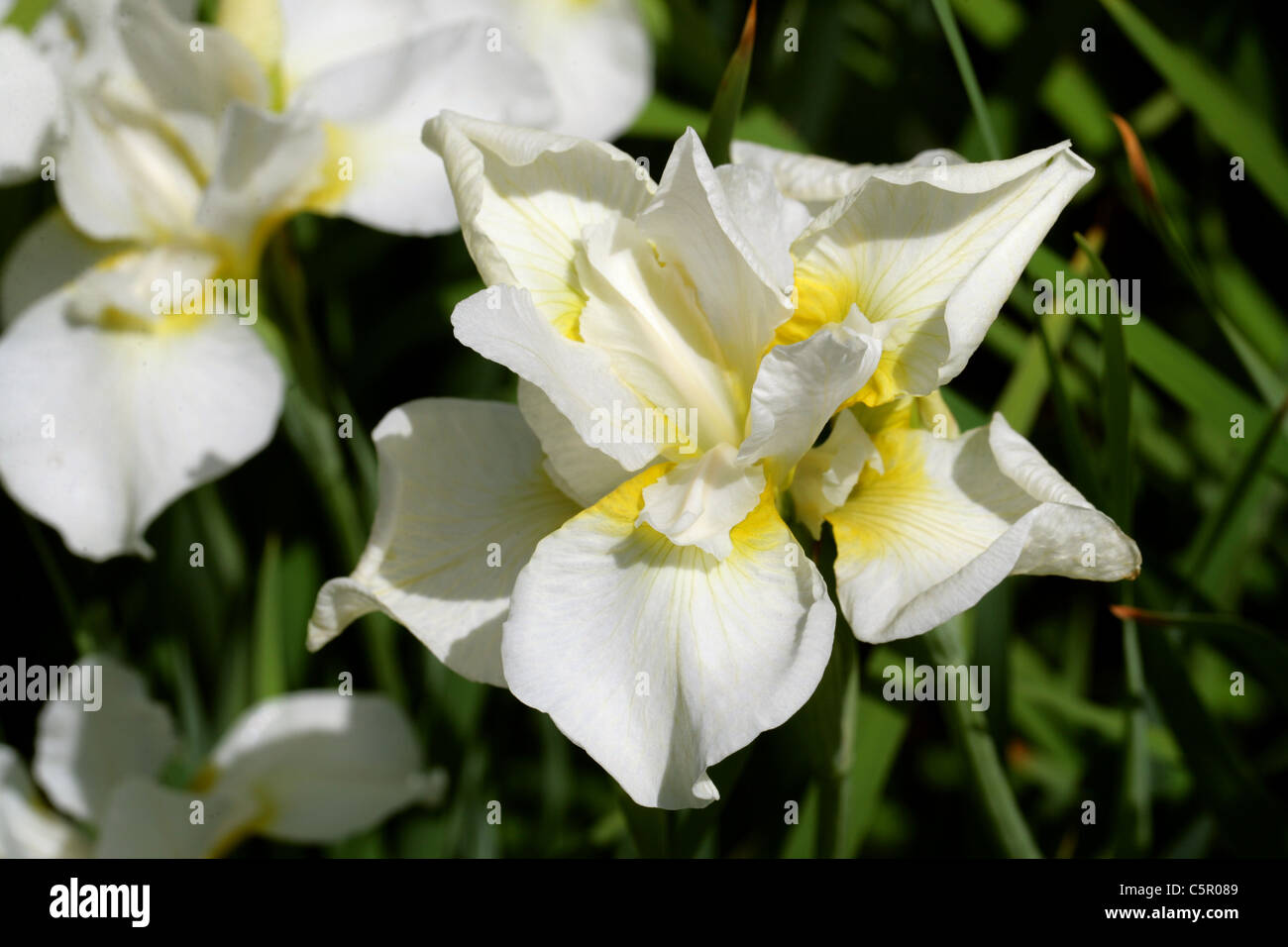 Siberiano, Iris Iris sibirica "Swirl bianca', Iridaceae. Foto Stock