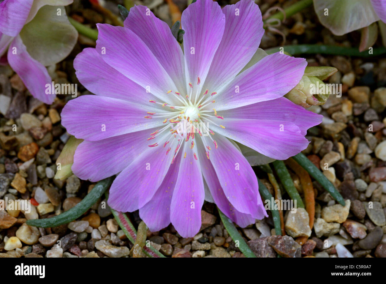 Bitter-Root sabbia rosa, Lewisia rediviva, Portulacaceae. Aka radice amara, Bitterroot, Oregon Bitter-Root, Oregon Bitteroot. Foto Stock