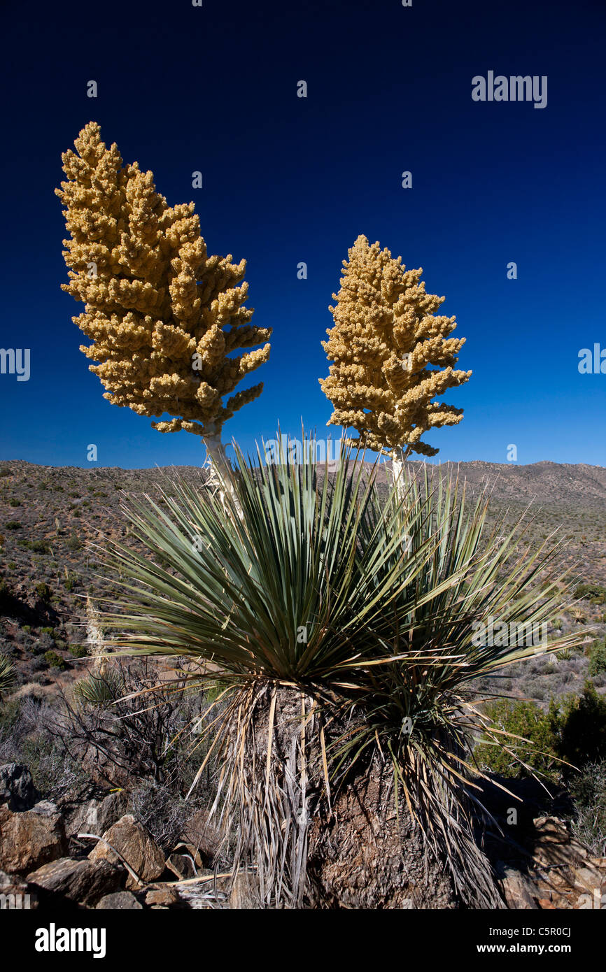 Blooming Mojave yucca pianta (Yucca schidigera), Joshua Tree National Park, California, Stati Uniti d'America Foto Stock