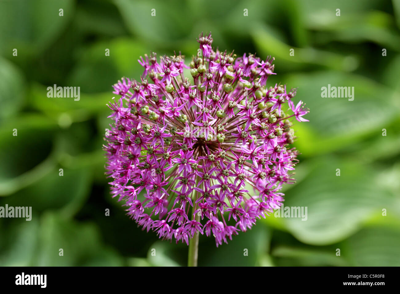 Cipolla ornamentali, Allium hollandicum, 'viola sensazione', Alliaceae, syn. Allium aflatense Foto Stock