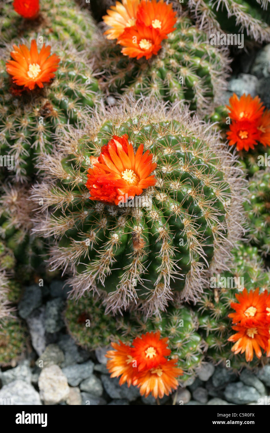 Parodia comarapana, Cactaceae. Bolivia, Sud America Foto Stock