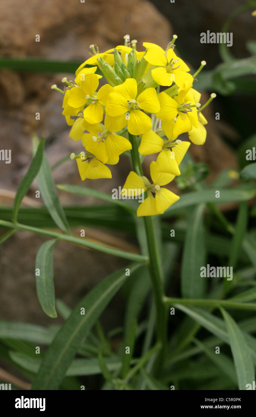 Tufted violaciocca, Erysimum rhaeticum, Brassicaceae. Europa centrale. Syn. Erysimum helveticum. Foto Stock