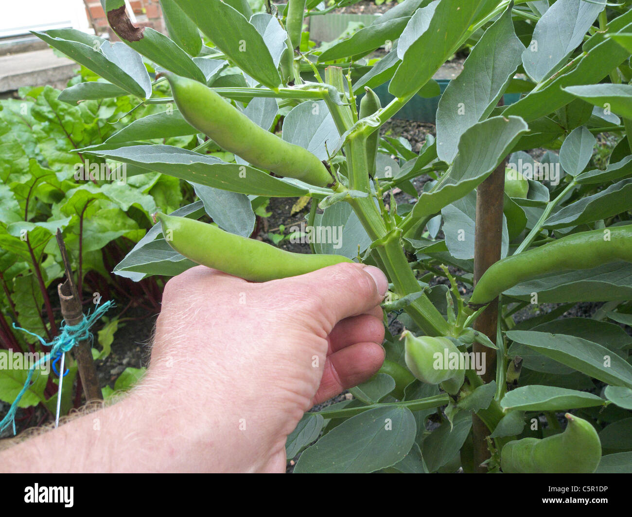 Caucasico maschio adulto picking Fave (Vicia faba ), REGNO UNITO Modello rilasciato Foto Stock