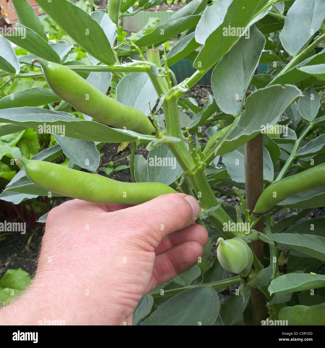 Caucasico maschio adulto picking Fave (Vicia faba ), REGNO UNITO Modello rilasciato Foto Stock