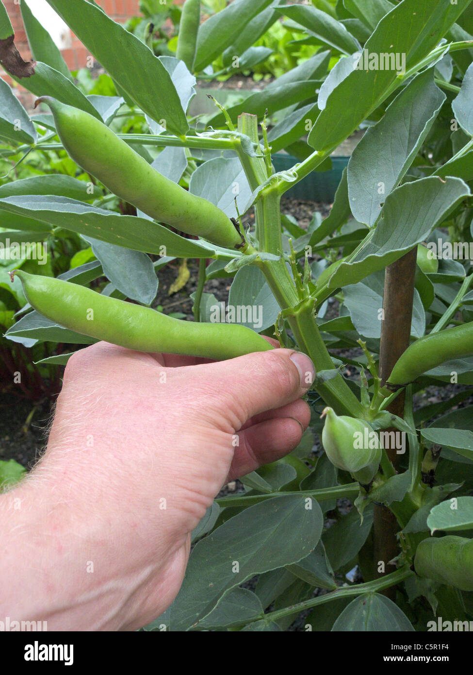 Caucasico maschio adulto picking Fave (Vicia faba ), REGNO UNITO Modello rilasciato Foto Stock