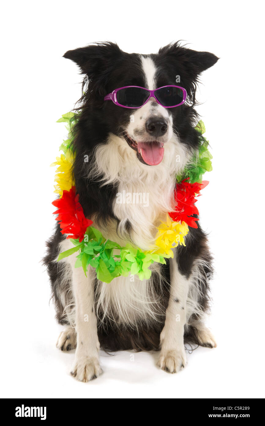 Cane in vacanza con occhiali da sole e la ghirlanda di fiori Foto Stock