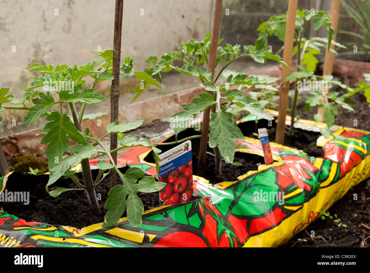 Giovani piante di pomodoro che crescono in sacchetti di crescere in una serra Foto Stock