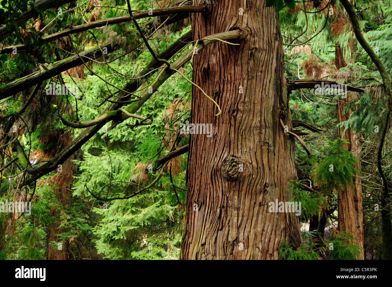 Cedro giapponese o Sugi (Cryptomeria japonica) Foto Stock