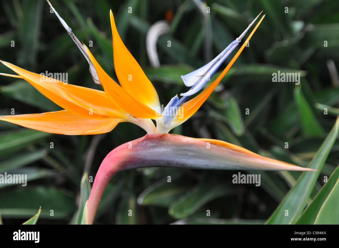 Arancio e blu bird-come il fiore nel giardino botanico vicino a Santiago de Cuba Foto Stock