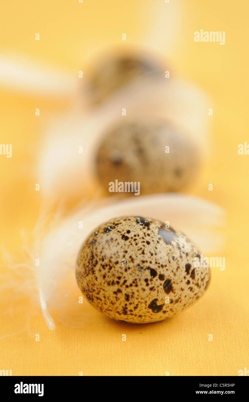 Tre uova di quaglia per la Pasqua su sfondo giallo Foto Stock