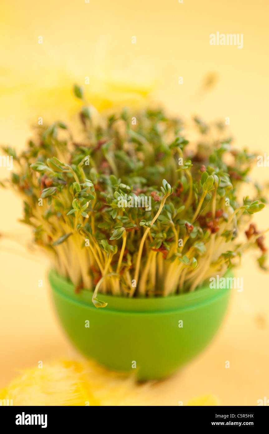 Il crescione cresce in vaso verdi su sfondo giallo Foto Stock