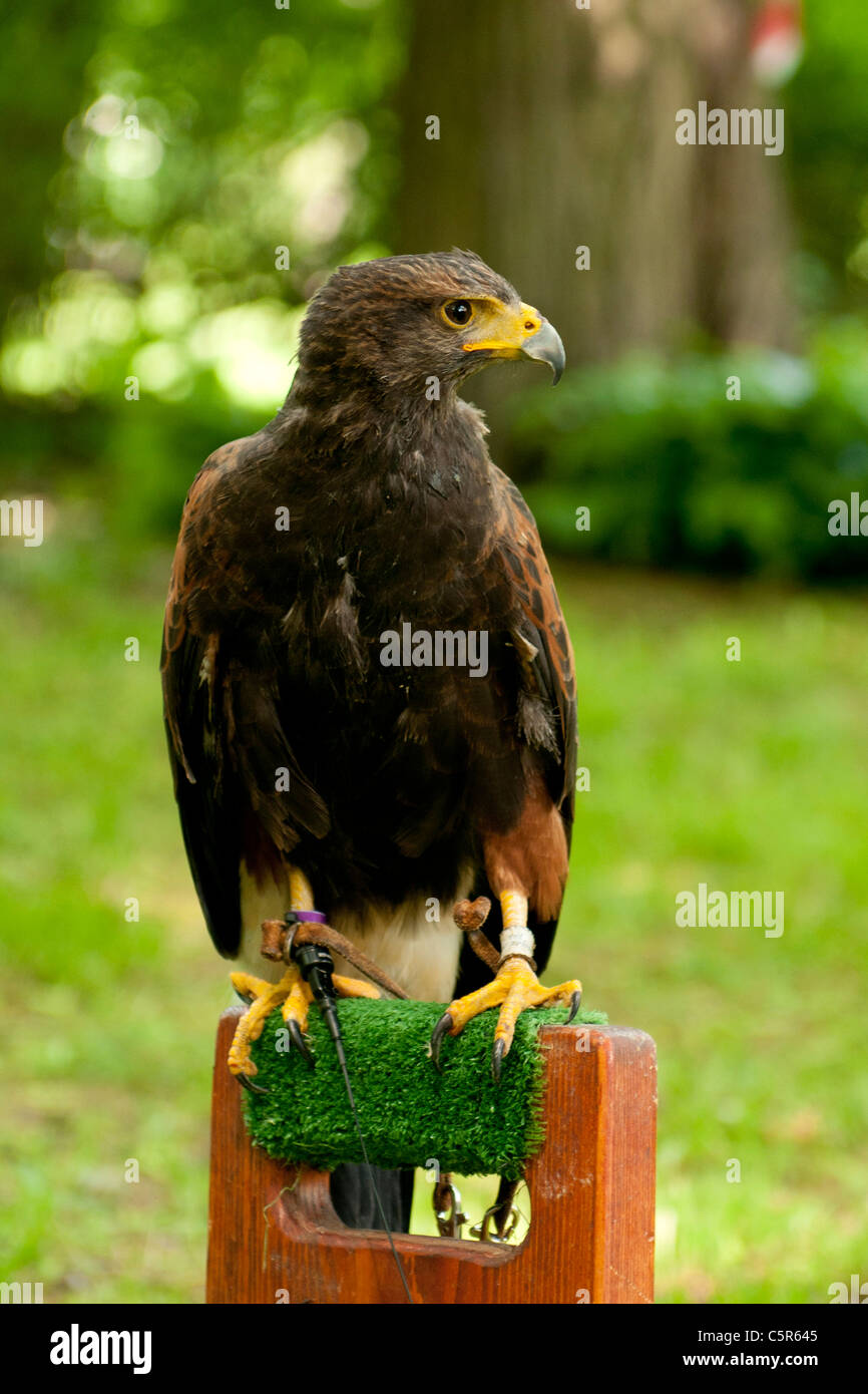 Brown falcon seduto su un palo di legno e in attesa di ordini Foto Stock
