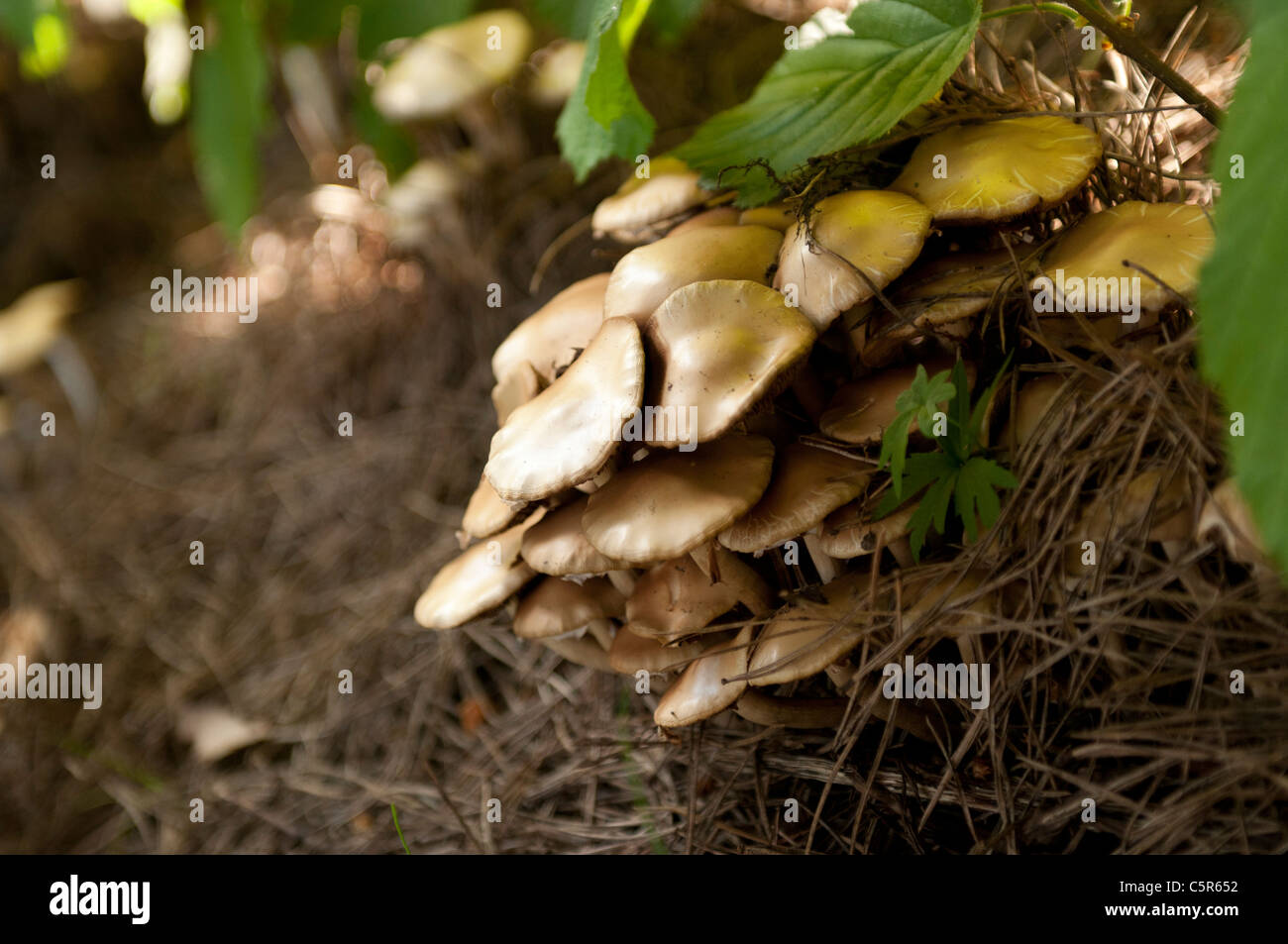 Gruppo di funghi selvatici crescente sotto il nocciolo in un letto di pino Foto Stock