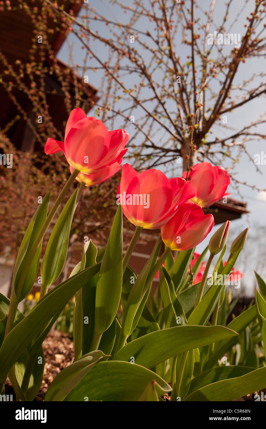 Naturallu crescente rosso e tulipani gialli in un giardino in fiore primavera Foto Stock