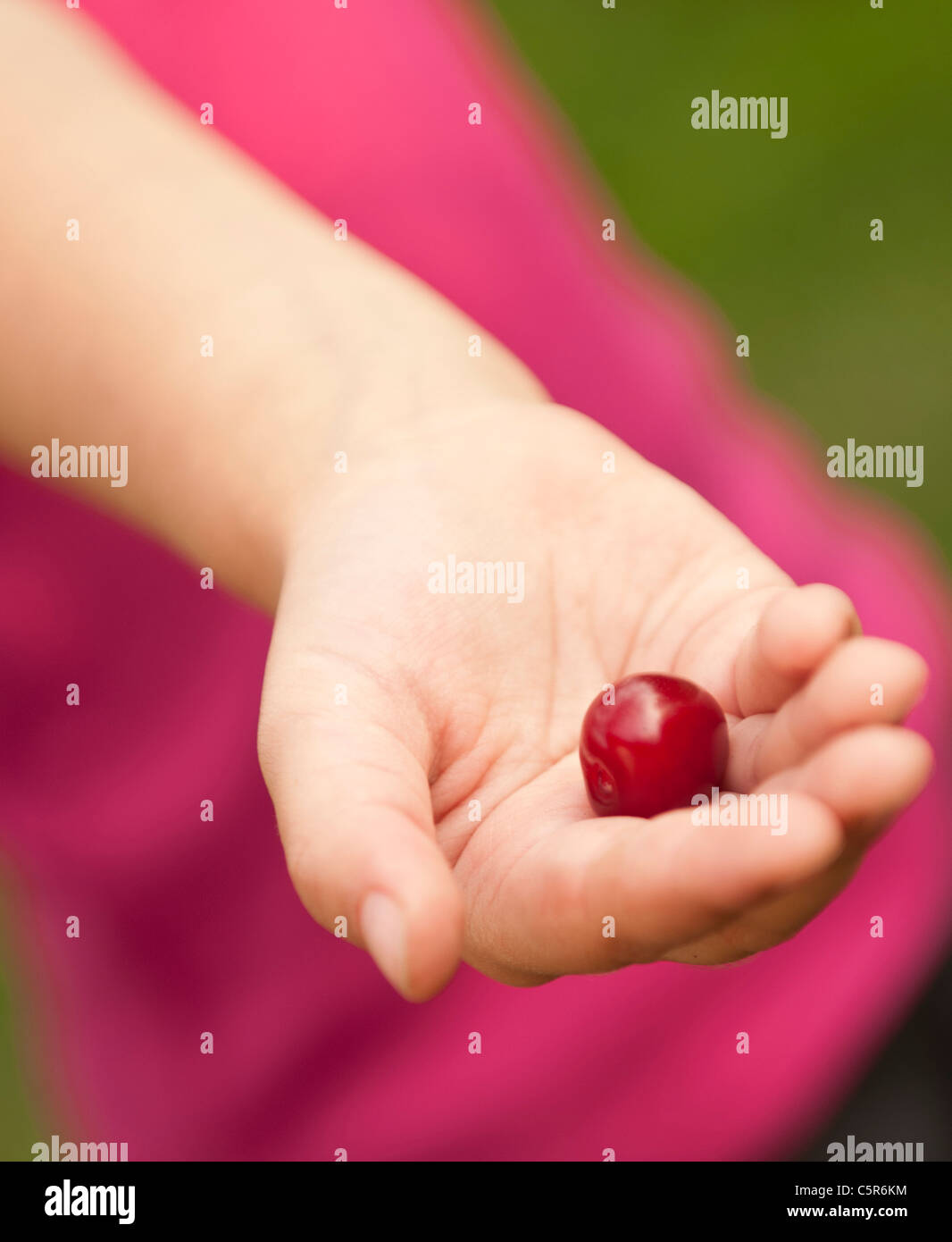 Giovane ragazza caucasica tenendo in mano un brillare rosso ciliegia matura appena prelevato dalla struttura ad albero con maglia rosa Foto Stock