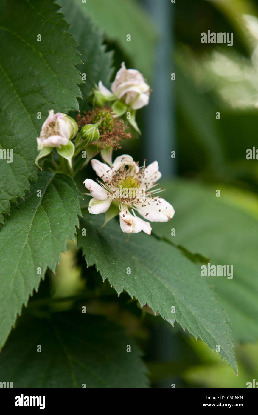 Blackberry in un giardino che fiorisce con fiori di colore bianco Foto Stock