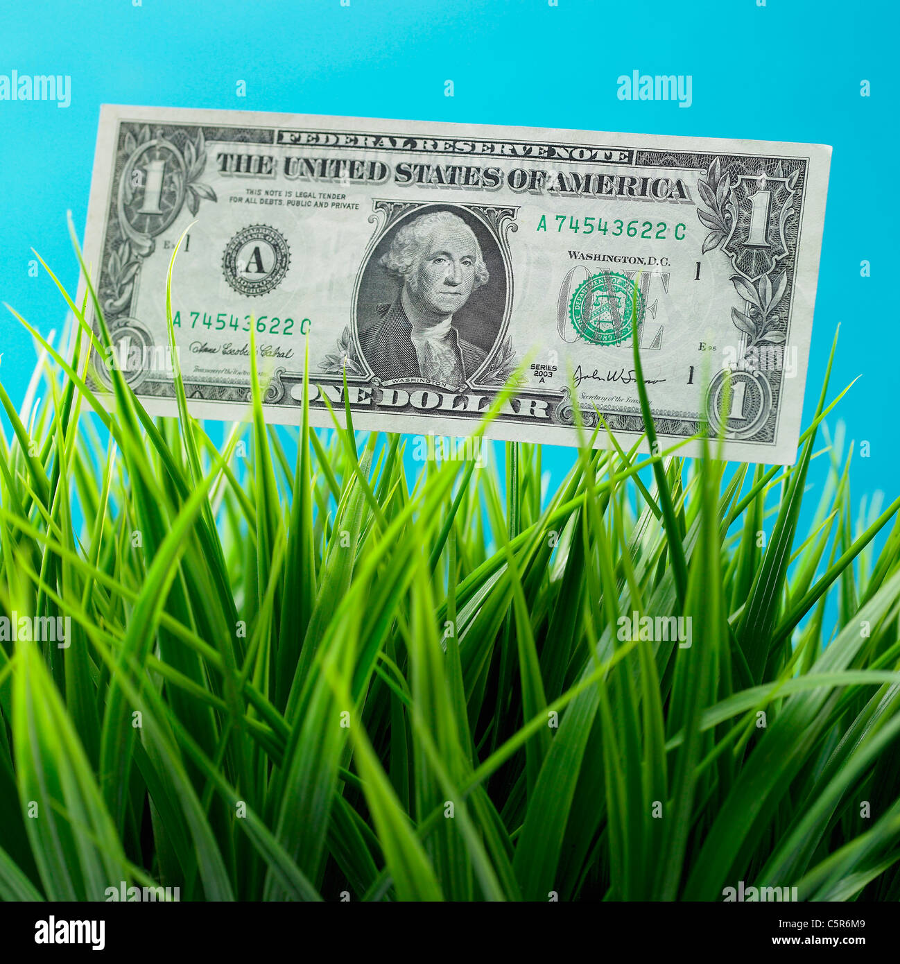 Un dollaro sull'erba Foto Stock