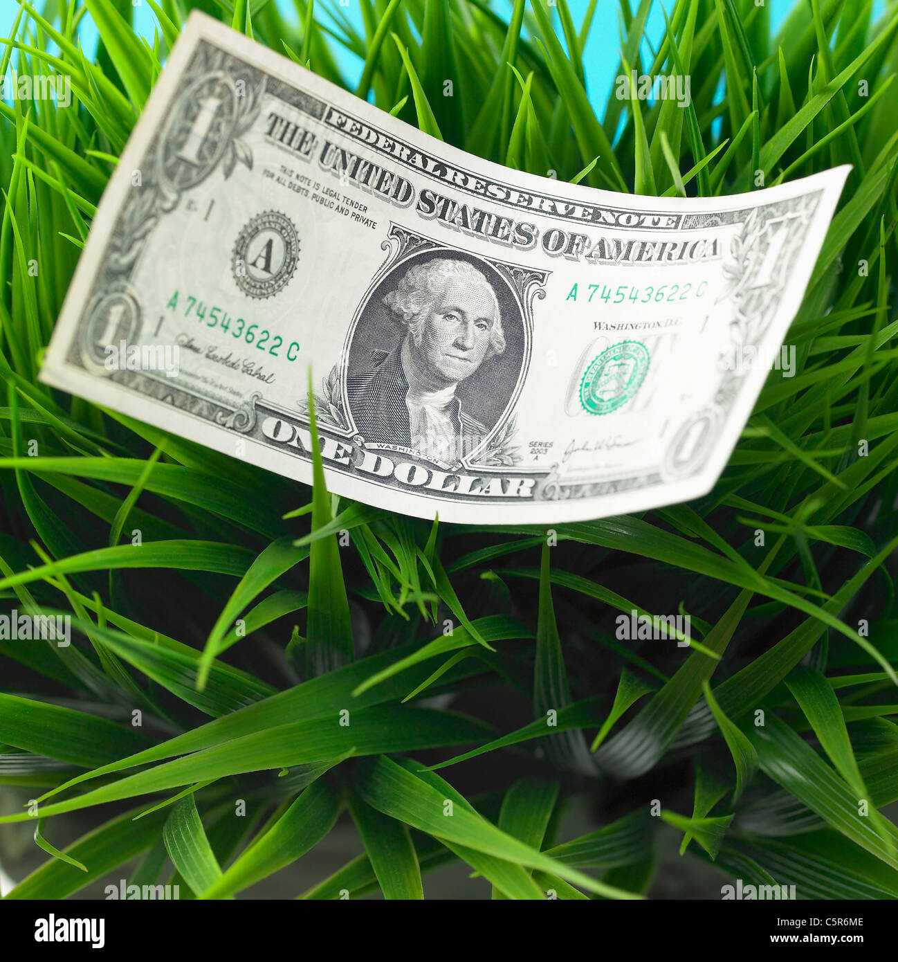 Un dollaro sull'erba Foto Stock
