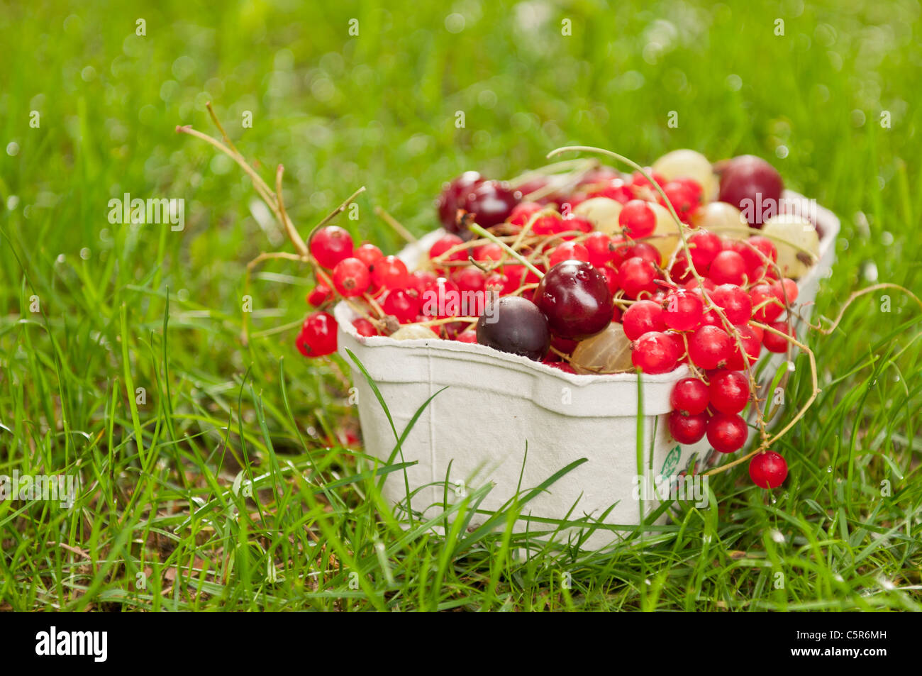 Ribes rosso, uva spina nad uva frutta su sfondo di erba Foto Stock