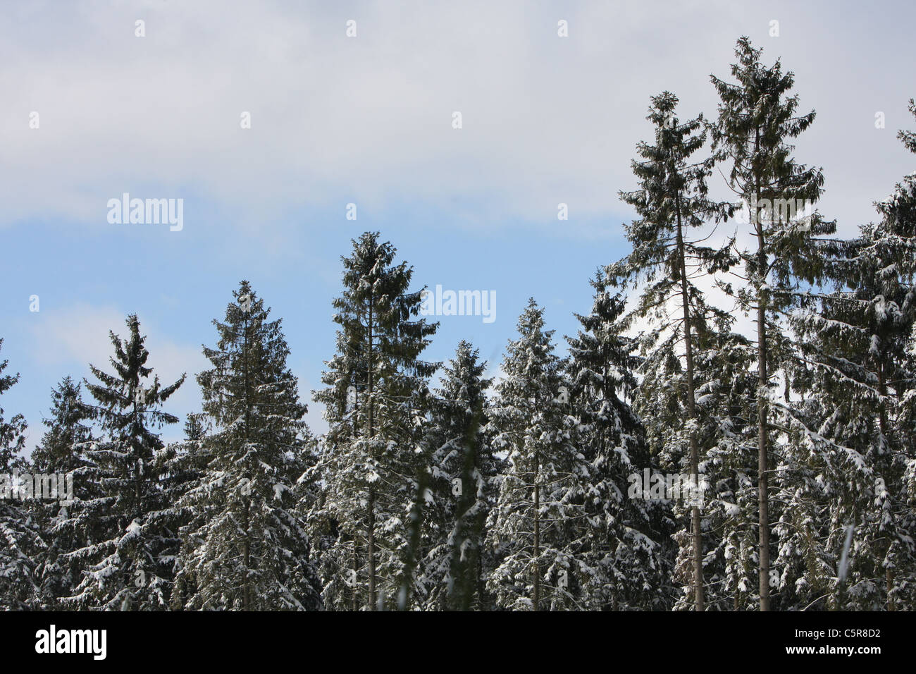 Coperta di neve alberi contro un cielo blu Foto Stock