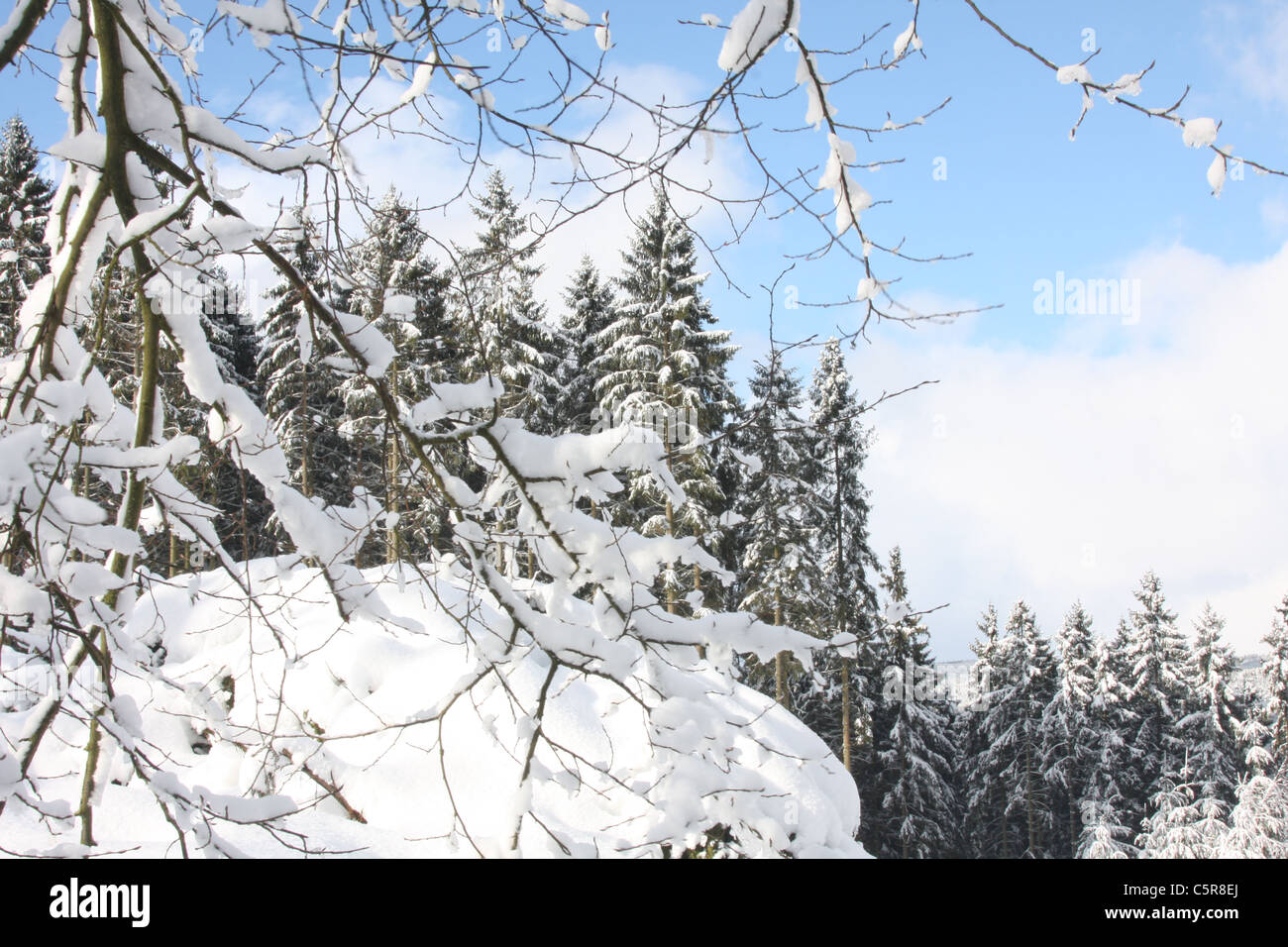 Coperta di neve alberi contro un cielo blu Foto Stock