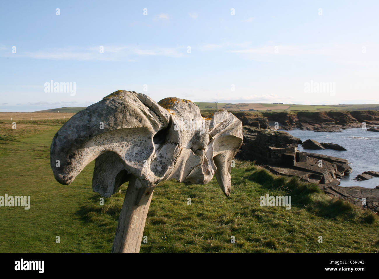 Whale osso vicino Brough di Birsay, Orkney Foto Stock