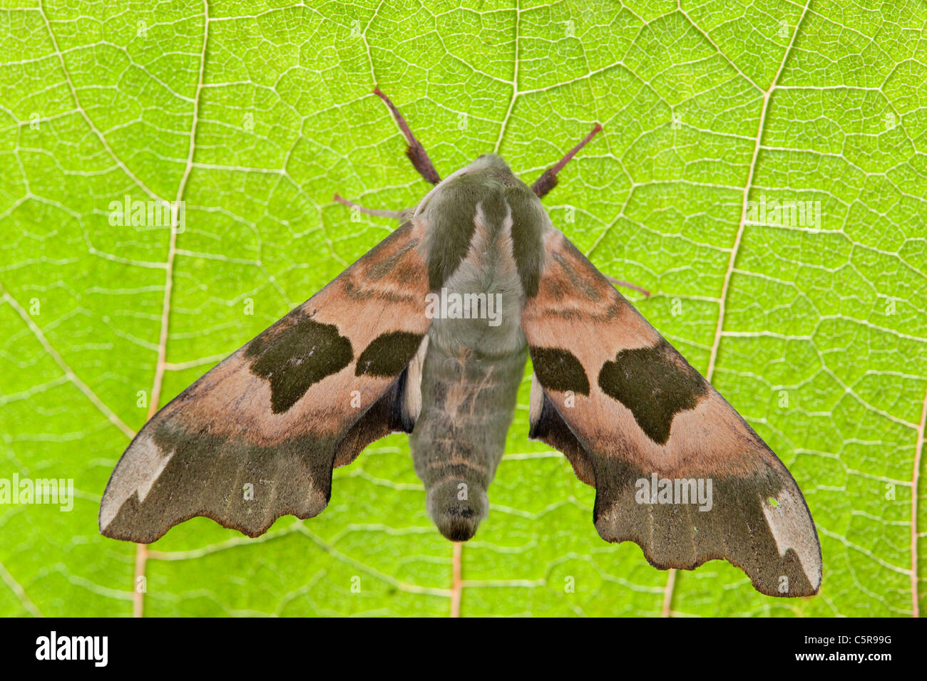 Lime Hawkmoth; Mimas tiliae; Cornovaglia Foto Stock