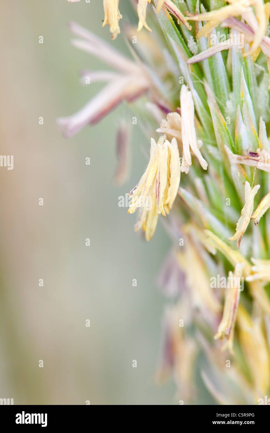 Marram erba; Ammophila arenaria; in fiore; Cornovaglia Foto Stock