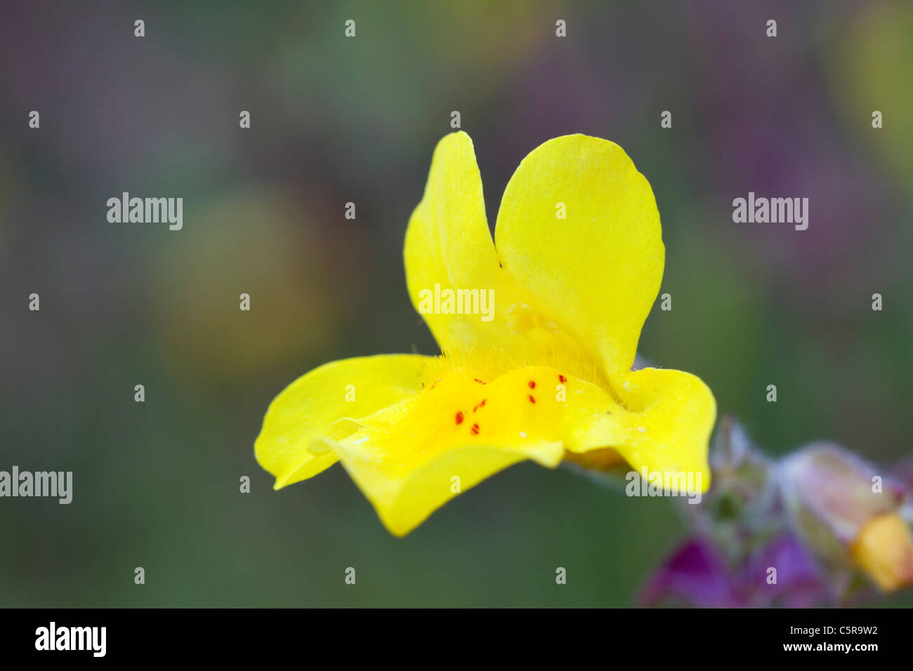 Fiore di scimmia; Mimulus guttatus; Cornovaglia; Regno Unito Foto Stock