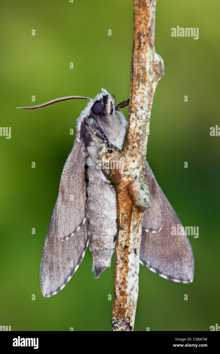 Pine Hawkmoth; Hyloicus pinastri; Cornovaglia Foto Stock