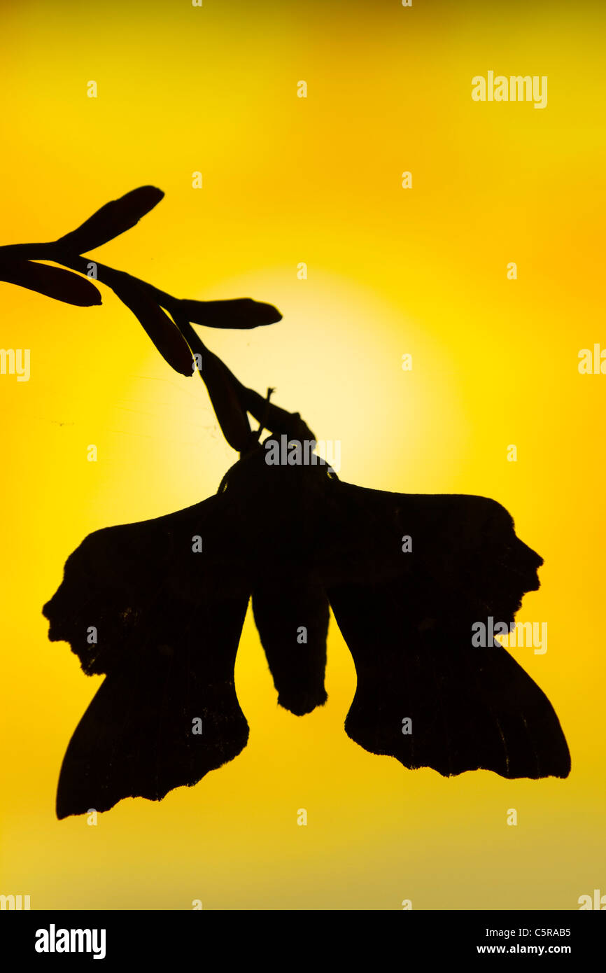 Il PIOPPO Hawkmoth; Laothoe populi; al tramonto; Regno Unito Foto Stock