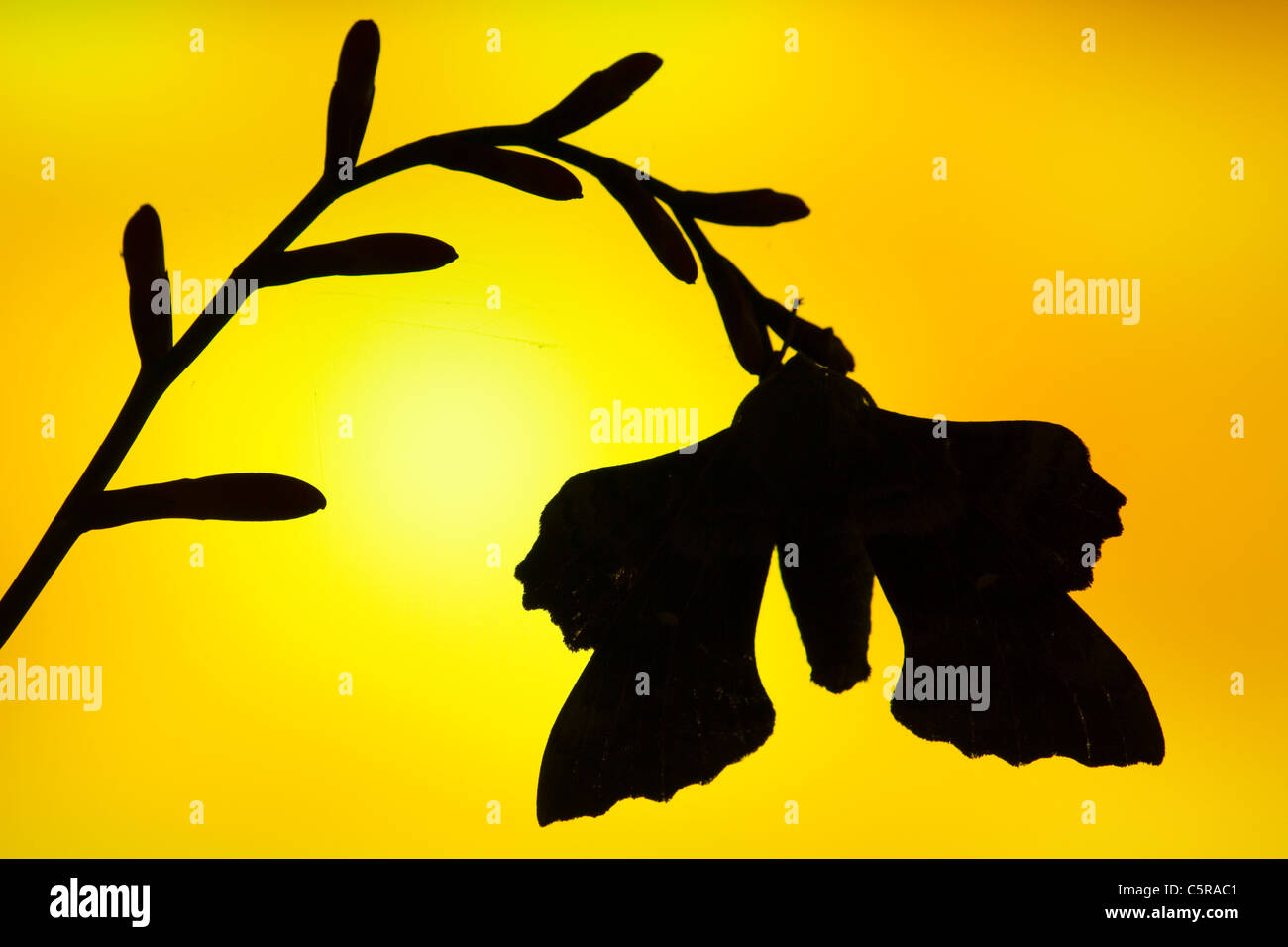 Il PIOPPO Hawkmoth; Laothoe populi; al tramonto; Regno Unito Foto Stock