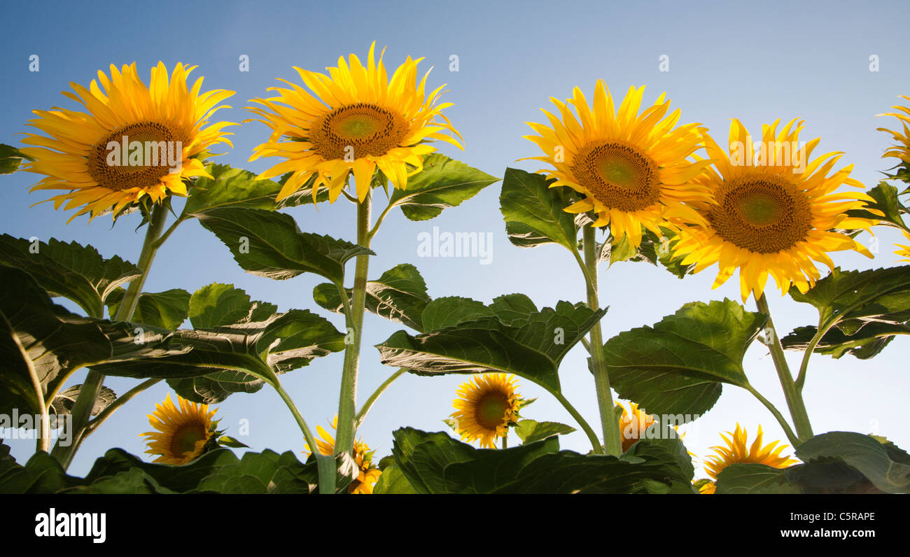 Girasoli Foto Stock