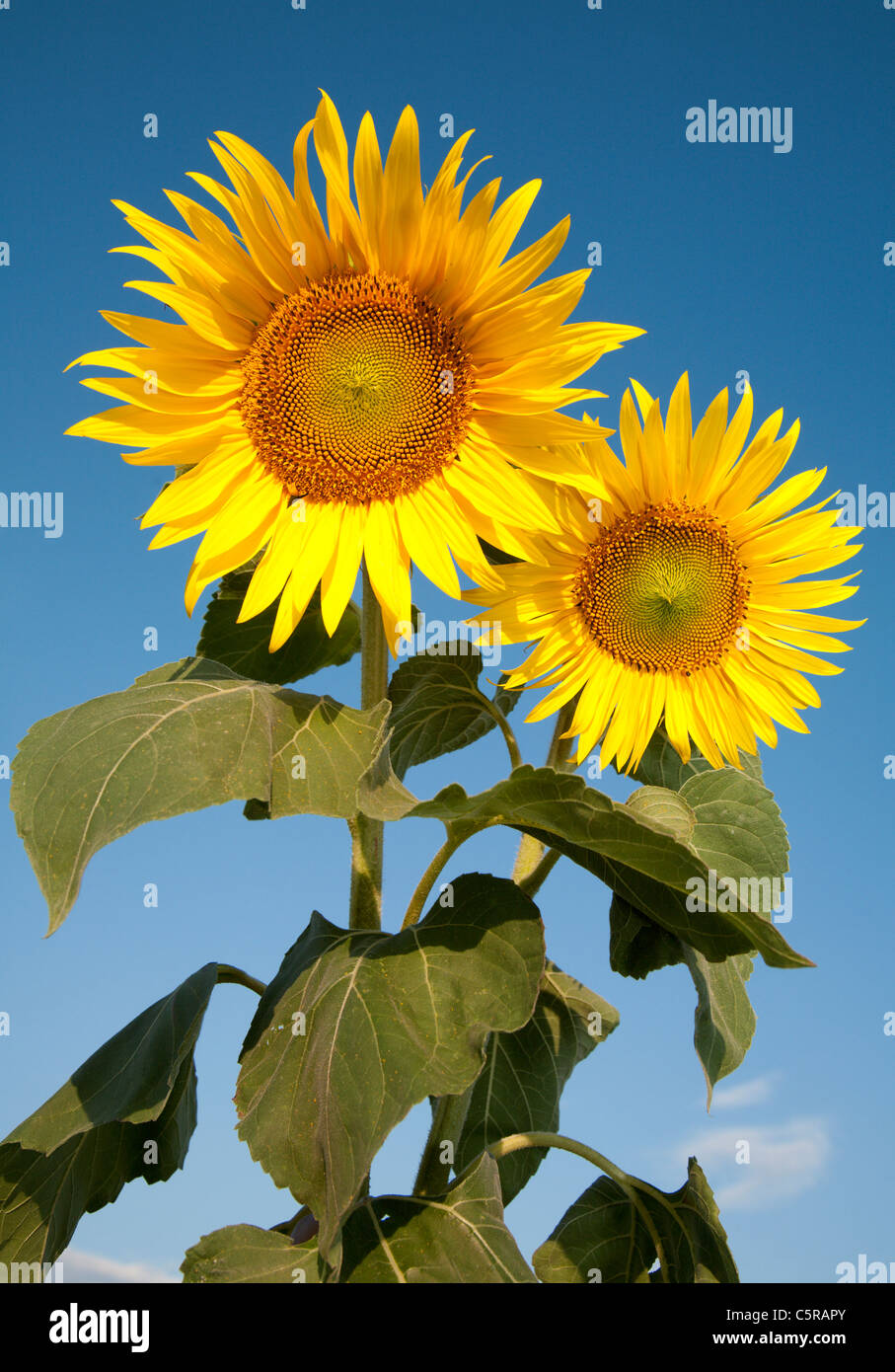 Girasoli e cielo Foto Stock