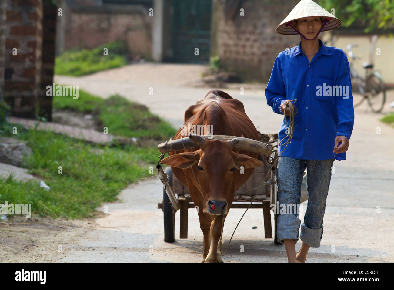 Uomo vietnamita a piedi il bufalo d'acqua con carrello in Duong Lam Village, Vietnam Foto Stock