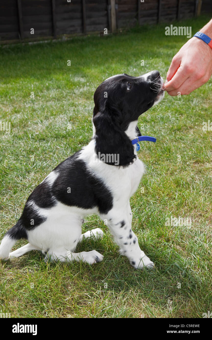 L'uomo alimentazione di un trattamento di razza dieci settimana in bianco e nero English Springer Spaniel cucciolo di cane come ricompensa per essere buono. Inghilterra, Regno Unito Foto Stock